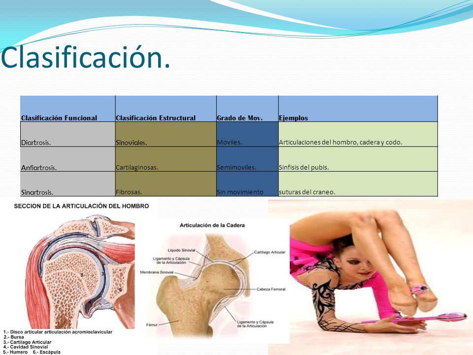 que es articulación biologia